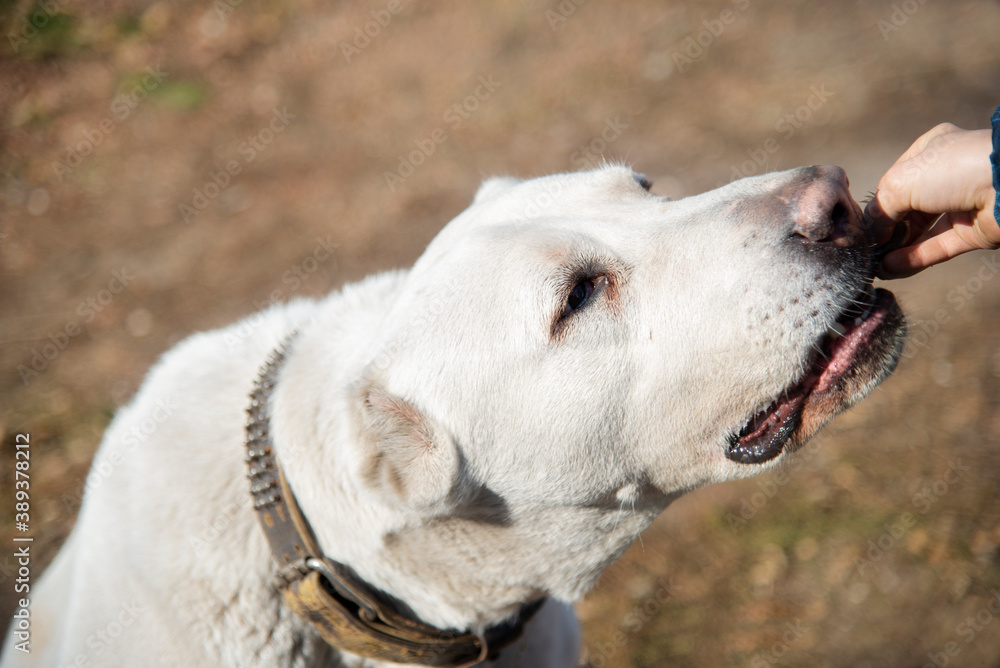 Close-up of a large white guard dog eating from a child's hand. Close-up of a large white guard dog eating from a child's hand.
