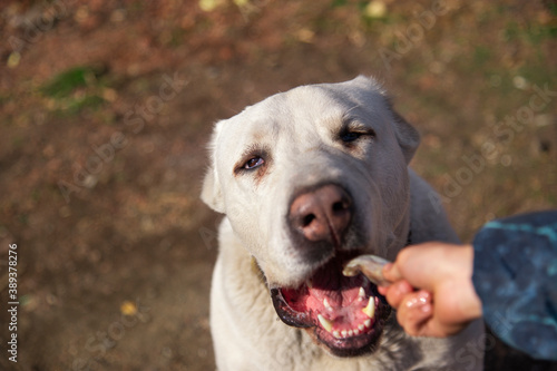 Close-up of a large white guard dog with an open mouth eating from a child's hand