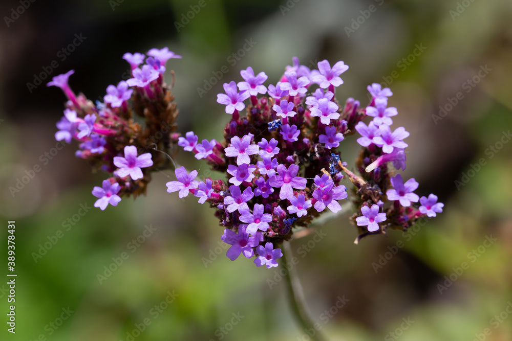 Flowering Purpletop Vervain (Verbena bonariensis) Flowering Purpletop Vervain (Verbena bonariensis)