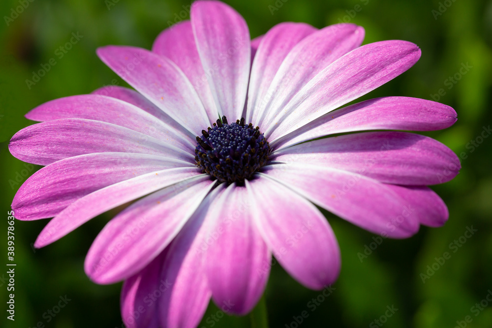 Close-up of flower of Cape Marguerite (Dimorphotheca ecklonis) Close-up of flower of Cape Marguerite (Dimorphotheca ecklonis)