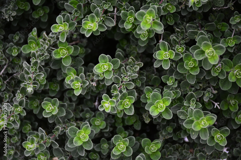 Green leaves close-up, leaf background Green leaves close-up, leaf background