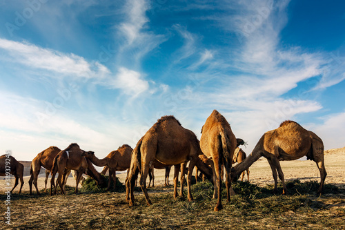 Landscape with group of camels in Al-Sarar desert  SAUDI ARABIA.