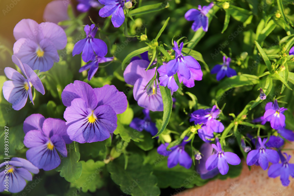 photo of blue pansy flowers in the garden. Close up, selective focus photo of blue pansy flowers in the garden. Close up, selective focus