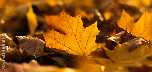Autumn maple leaves on the ground background on the theme of the season of the year banner