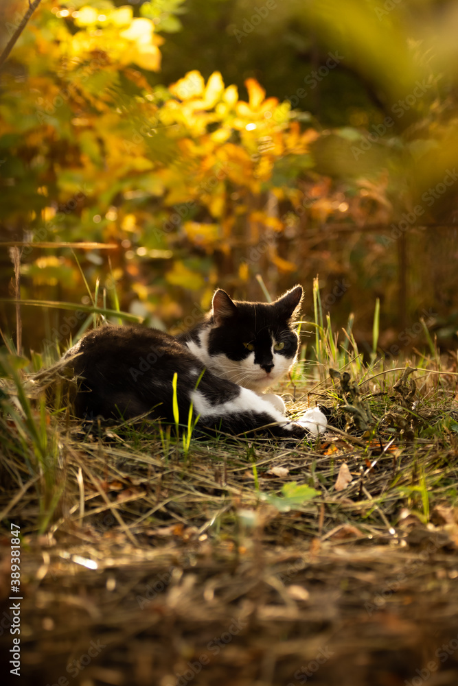 Fototapeta premium Autumn photo of a cat with a beautiful bright silhouette of the backlight in the sunset vertical photo