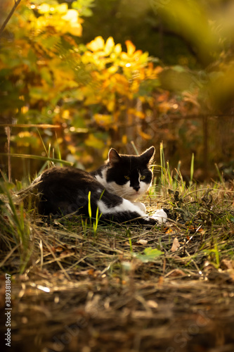 Autumn photo of a cat with a beautiful bright silhouette of the backlight in the sunset vertical photo