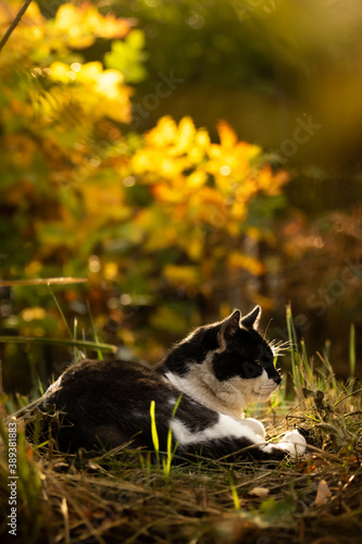 The cat sleeps in beautiful autumn thickets, sunset and bright silhouette