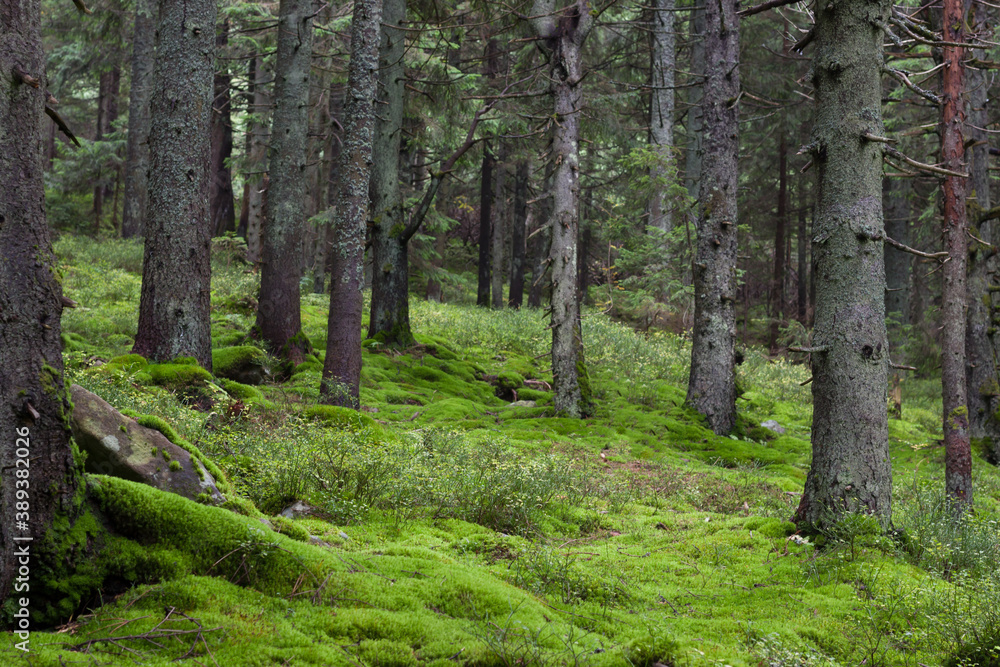 Fototapeta premium Alpine forest, green moss in the forest. Beautiful natural landscape