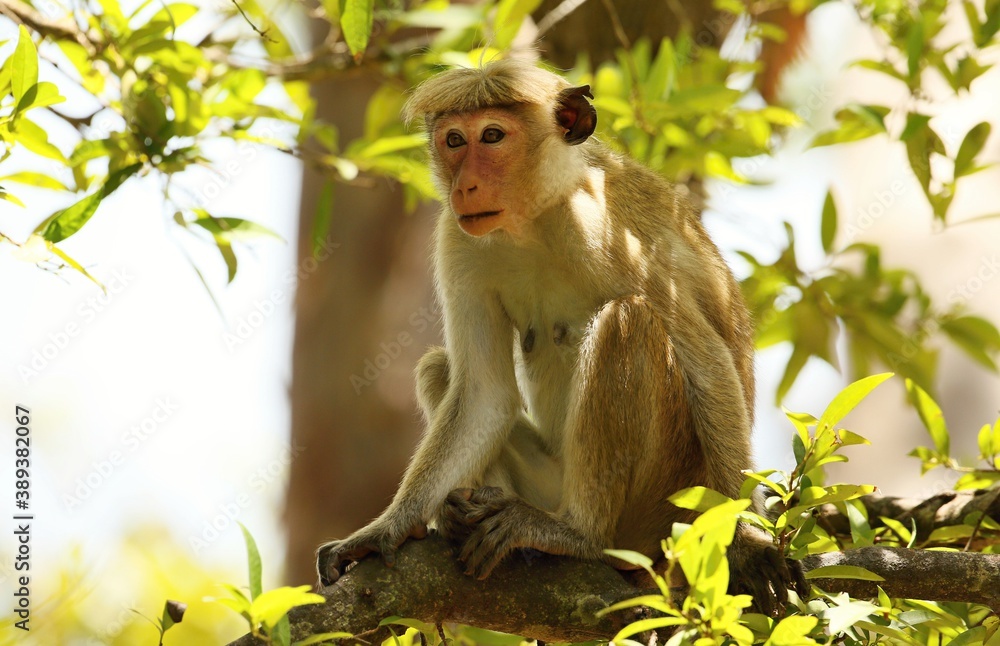 Fototapeta premium Toque macaque (Macaca sinica) Srí Lanka