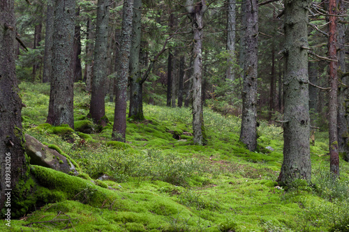 Alpine forest  green moss in the forest. Beautiful natural landscape