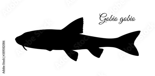 Gobio gobio fish silhouette