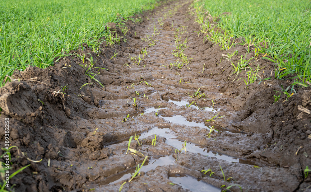 agricultural field with tractor wheel track agricultural field with tractor wheel track