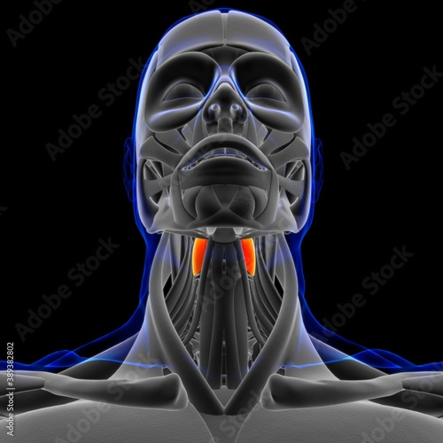 Thyrohyoid Muscle Anatomy For Medical Concept 3D