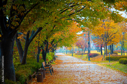 raining autumn in the park