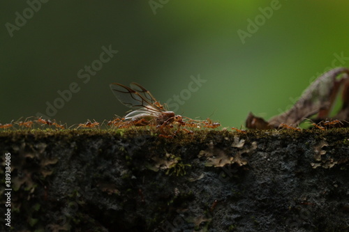 ant capture insect © sruthilal