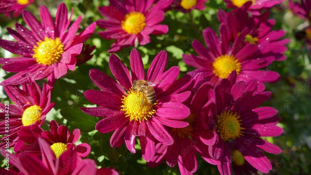 ape su fiore ape su fiore