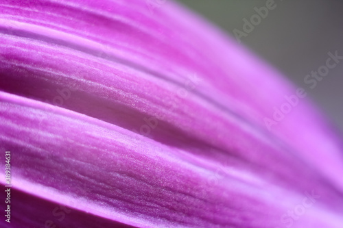 abstract pink petal background