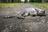 A gray striped regular cat lies on the path in a funny pose. The cat is sleeping