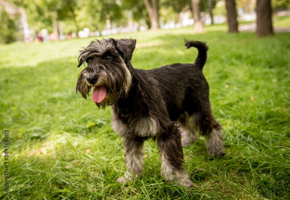 Portrait of cute miniature schnauzer at the park.