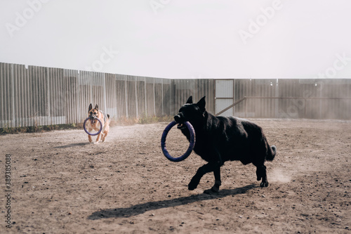 Active games with the dog in the fresh air. A black and black-and-red German shepherd are playing with a toy and running around the dog Playground, and the dust is standing in a column.