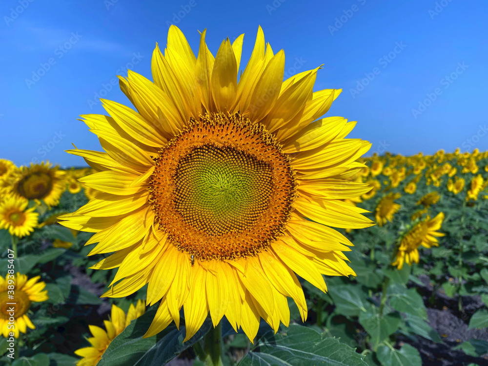 field of sunflowers during the day field of sunflowers during the day