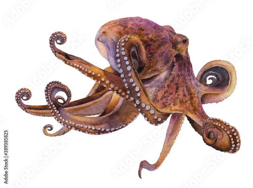 An octopus hand drawn in watercolor isolated on a white background. Watercolor illustration. photo