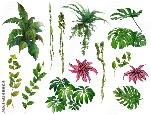 Set of the green tropical plants  leaves and flowers hand drawn in watercolor isolated on a white background. Watercolor illustration. Bromeliads