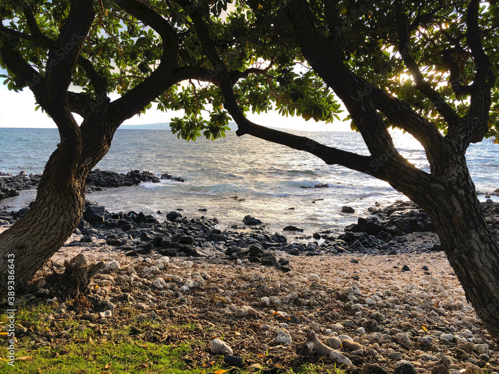 tree on a Maui Hawaii beach at sunset tree on a Maui Hawaii beach at sunset