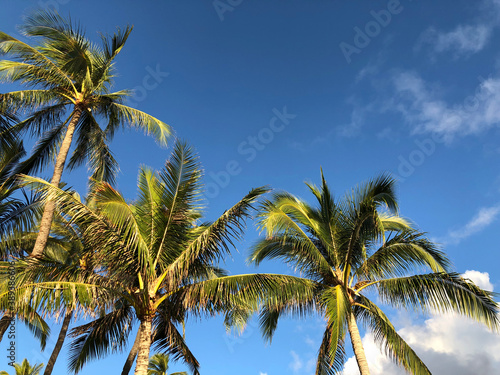 Palm Trees on a Blue Sky