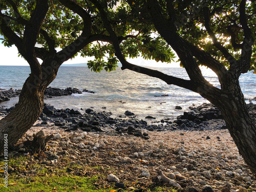 tree on a Maui Hawaii beach at sunset