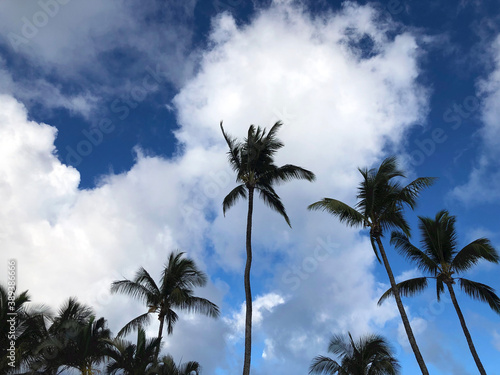 palm trees against sky
