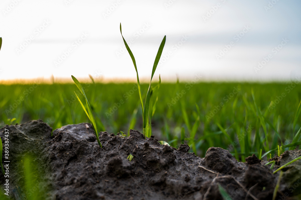 Close up young green wheat seedlings growing in a soil on a field in a sunset. Close up on sprouting rye agriculture on a field in sunset. Sprouts of rye. Wheat grows in chernozem planted in autumn. Close up young green wheat seedlings growing in a soil on a field in a sunset. Close up on sprouting rye agriculture on a field in sunset. Sprouts of rye. Wheat grows in chernozem planted in autumn.