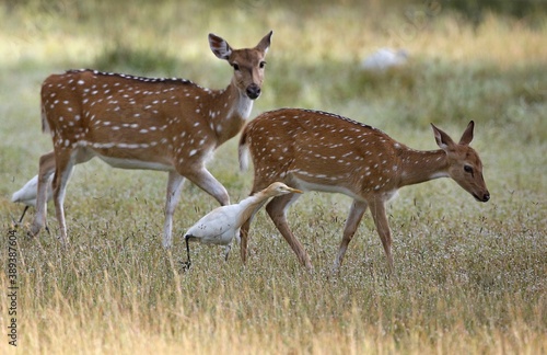 Sika deer (Cervus nippon) Srí Lanka GM9B6018ou