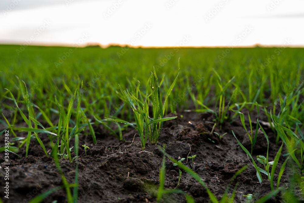 Close up young green wheat seedlings growing in a soil on a field in a sunset. Close up on sprouting rye agriculture on a field in sunset. Sprouts of rye. Wheat grows in chernozem planted in autumn. Close up young green wheat seedlings growing in a soil on a field in a sunset. Close up on sprouting rye agriculture on a field in sunset. Sprouts of rye. Wheat grows in chernozem planted in autumn.