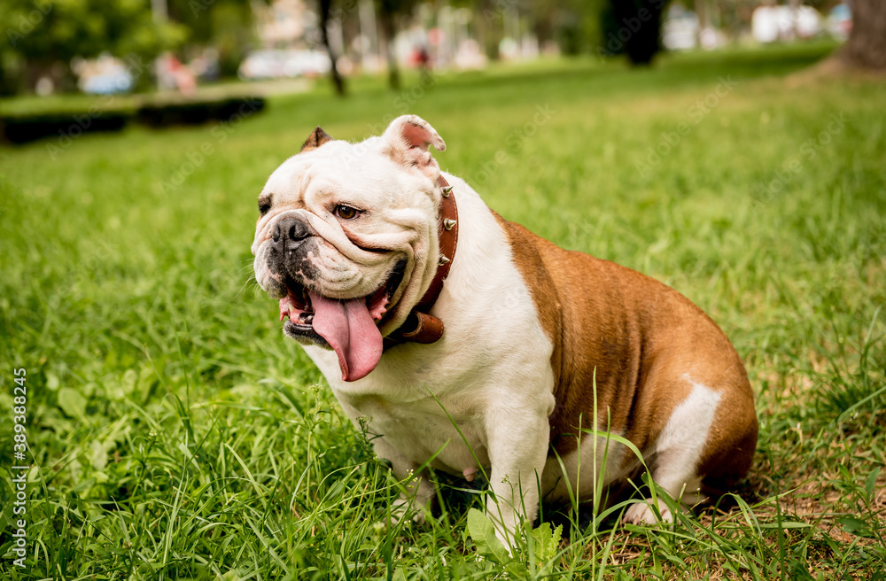 Fototapeta premium Portrait of cute english bulldog at the park.