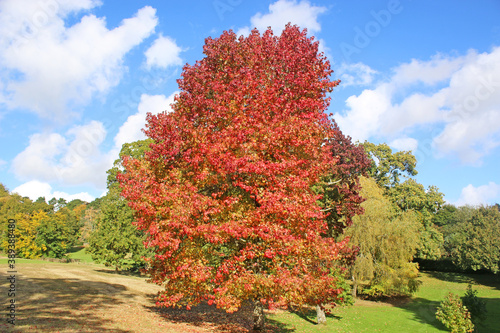  Autumn tree in a park 