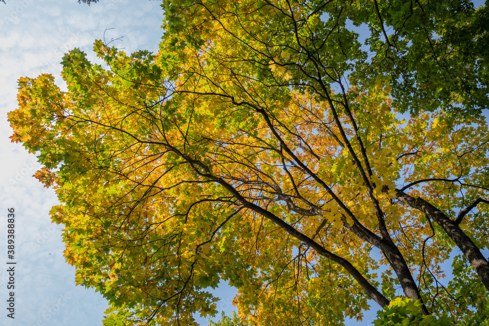 autumn leaves in the sky autumn leaves in the sky