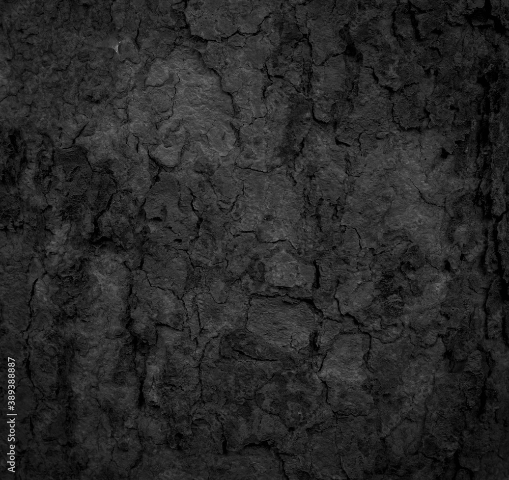 
Black old bark background There are cracks, the texture of the old bark makes the natural beauty of the old trees with beautiful bark in the summer.