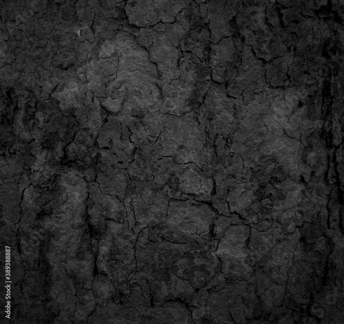  Black old bark background There are cracks, the texture of the old bark makes the natural beauty of the old trees with beautiful bark in the summer.