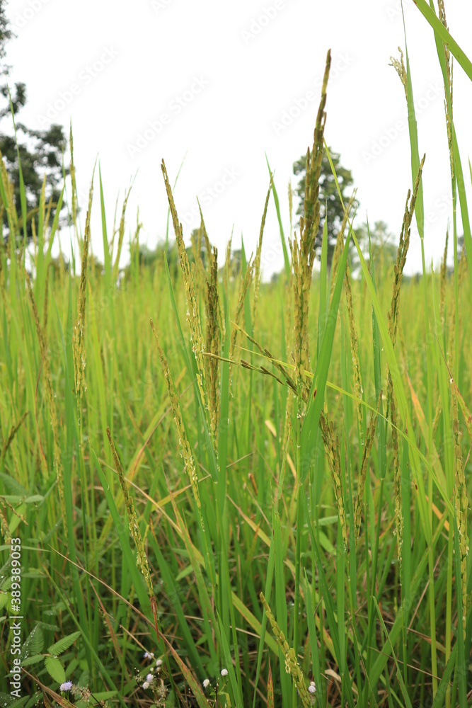 Obraz premium Close up of green paddy rice. yellow green rice field in thailand.
