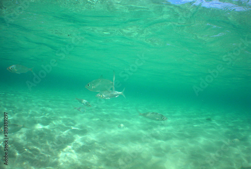 underwater sea life caribbean sea Aruba