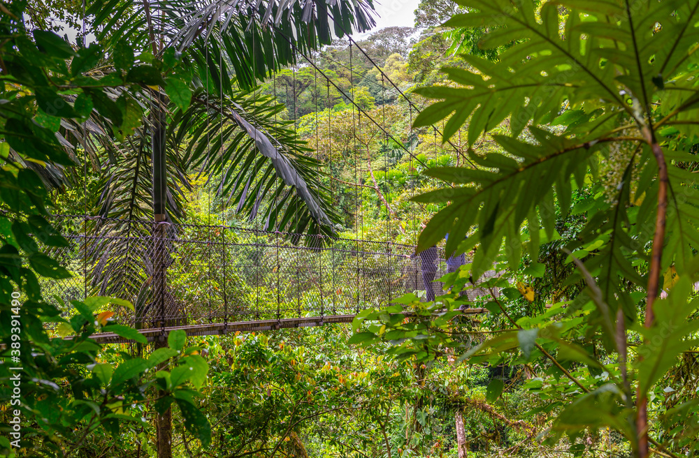Naklejka premium Arenal Hanging Bridges, hiking in green tropical jungle, Costa Rica, Central America.