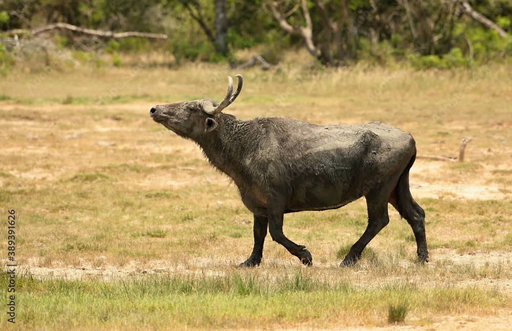 Asian water buffalo (Bubalus bubalus) Srí Lanka
