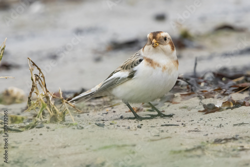 Snow Bunting on Texel in the Netherlands.