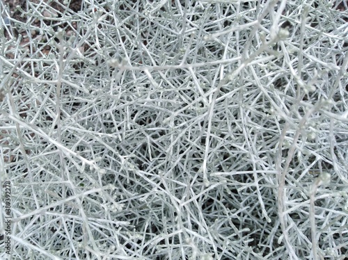 Light gray texture and background of dry tiny irregular twigs .