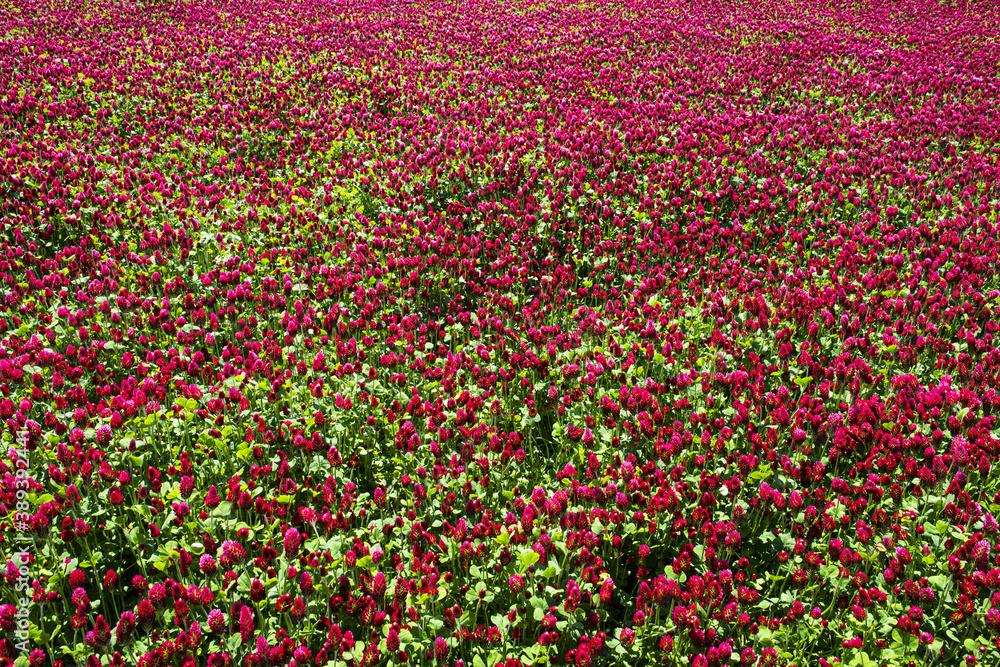 Crimson clover field background