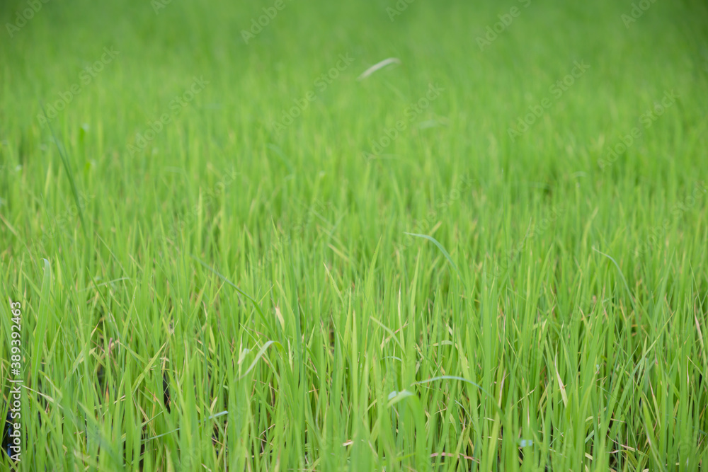 green rice field grow in paddy farm in summer season