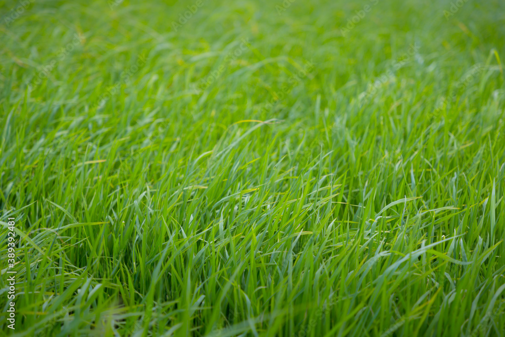 green rice field grow in paddy farm in summer season