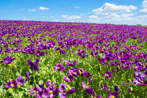 Violet flowers of poppy on a sunny day