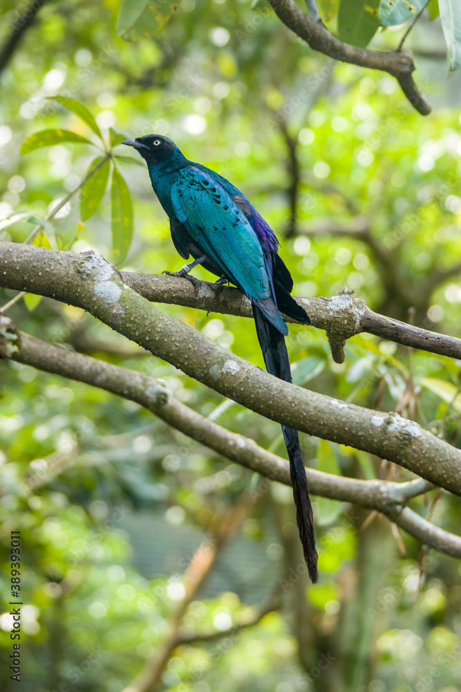 Obraz premium The long-tailed glossy starling (Lamprotornis caudatus) is a member of the starling family of birds. It is a resident breeder in tropical Africa from Senegal east to Sudan.